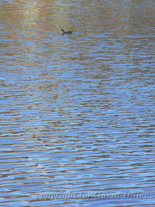 River Torrens P1030575.JPG